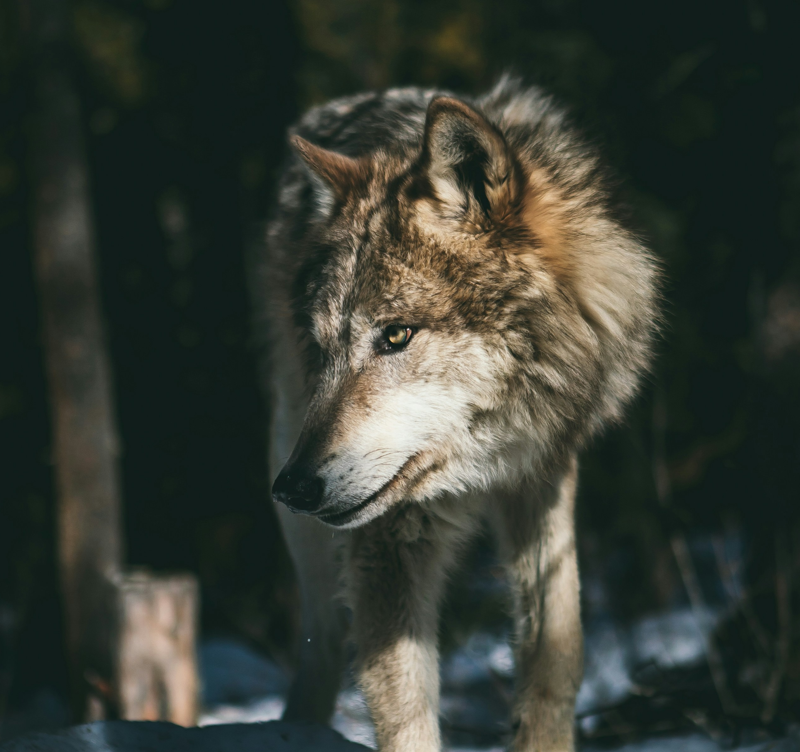 Dolly, Ursula et les braconniers : Canis Lupus en danger ?